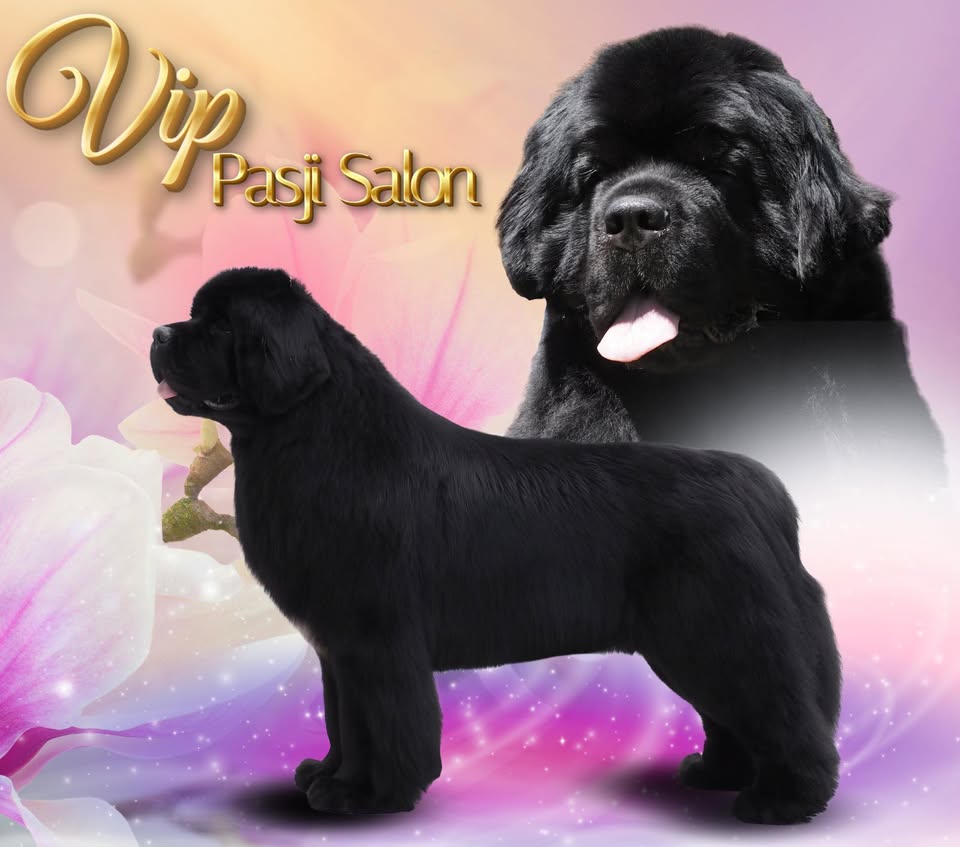 VIP Pasji Salon